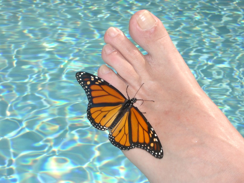 [Monarch+Butterfly+6+(50%).jpg]